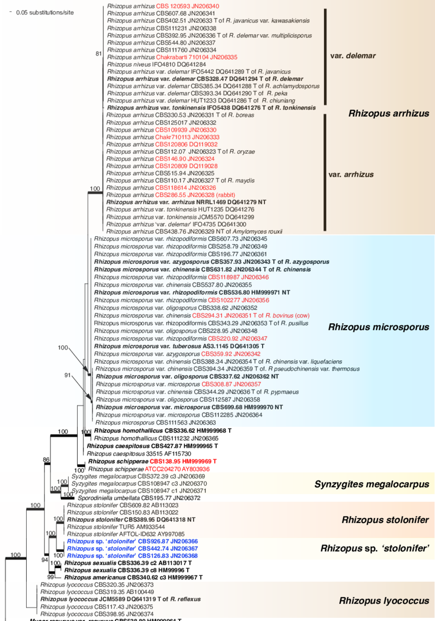 Raxml Phylogram Of The Genus Rhizopus Based On The (850x1212), Png Download