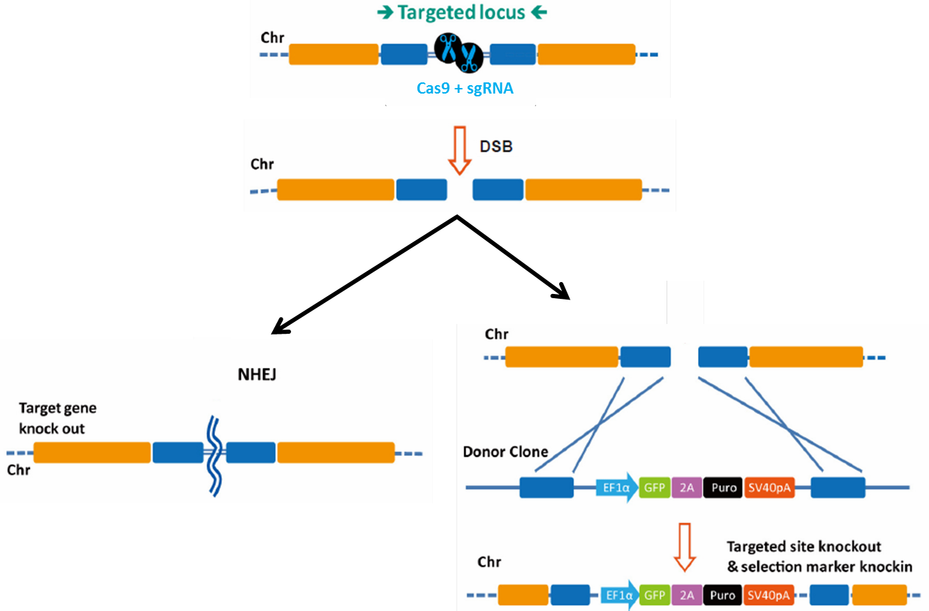 Figure 1 - (1331x875), Png Download