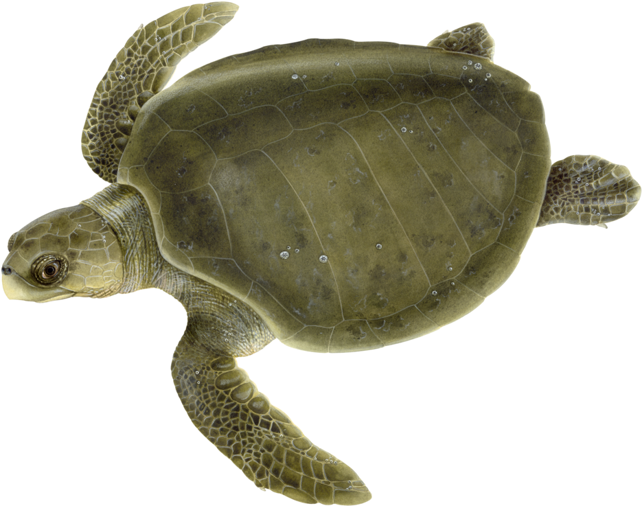 Olive Ridley Sea Turtle (1000x772), Png Download