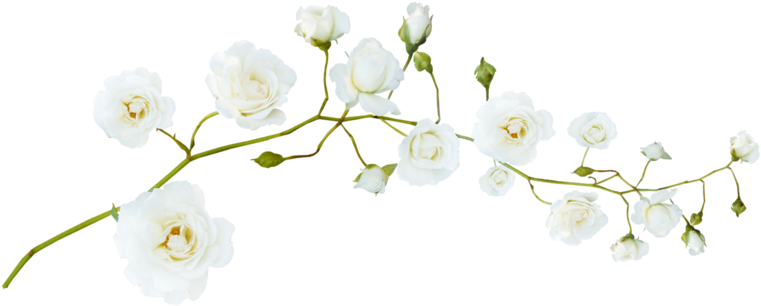 Guirlande Fleur Png (800x389), Png Download