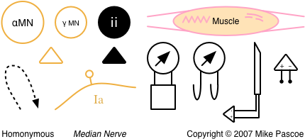 Neural Circuitry (540x720), Png Download