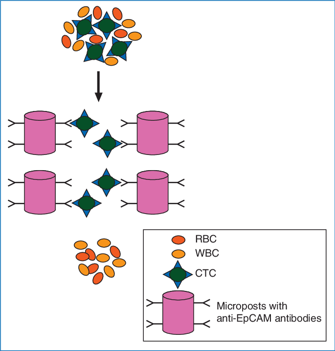 Schematic Representation Of Microfluidic-based Affinity (685x718), Png Download