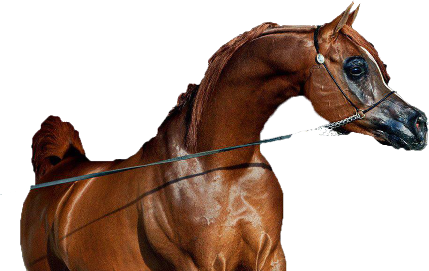 Caballo Png (900x600), Png Download