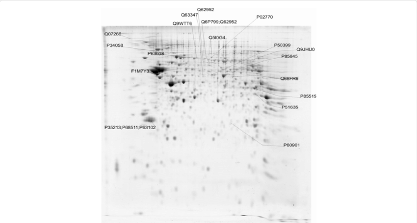 Differential Abundance Of Proteins Of P7 In Comparison (850x456), Png Download
