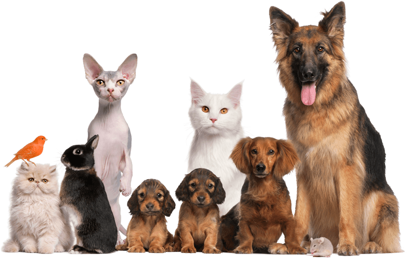 Conhe A O Animals Faa Um Teste (950x579), Png Download