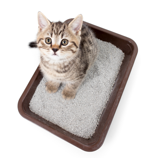 Cómo Elegir El Mejor Arenero Para Tu Gato (870x567), Png Download
