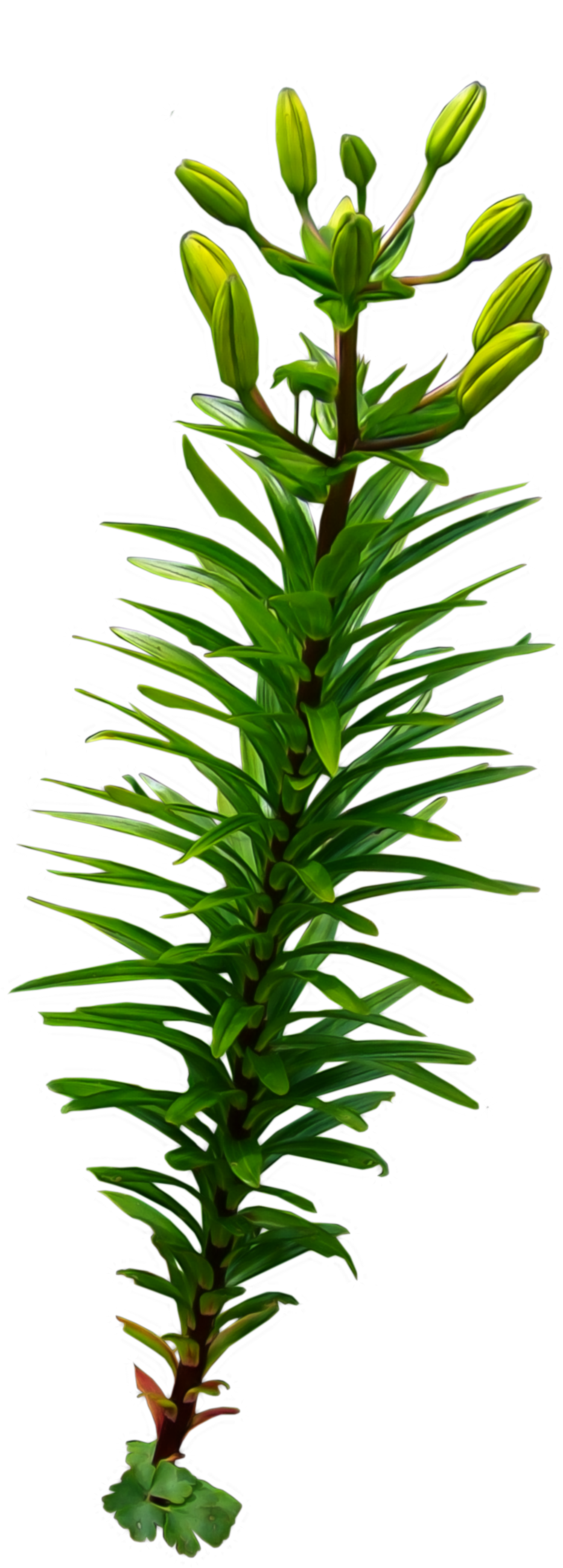 Coral Png Pic - Vintiquewise Tree Stump Style Flower Planter With 4 (1024x2688), Png Download