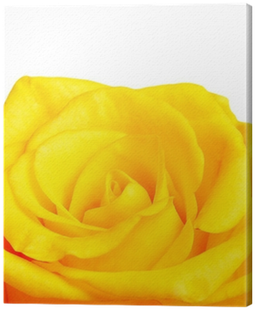 Garden Roses (400x400), Png Download