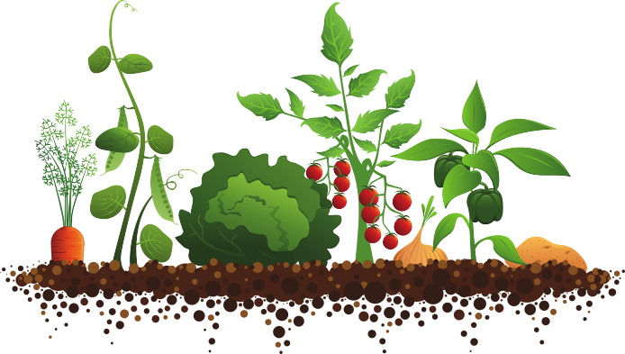 Green Living - Vege Garden Clip Art (694x393), Png Download
