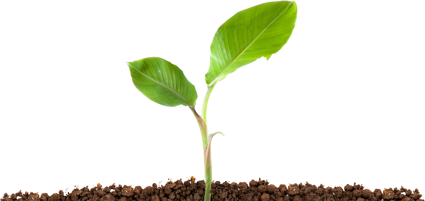Scroll Down To Get Started > - Plant In Soil Png (1483x703), Png Download