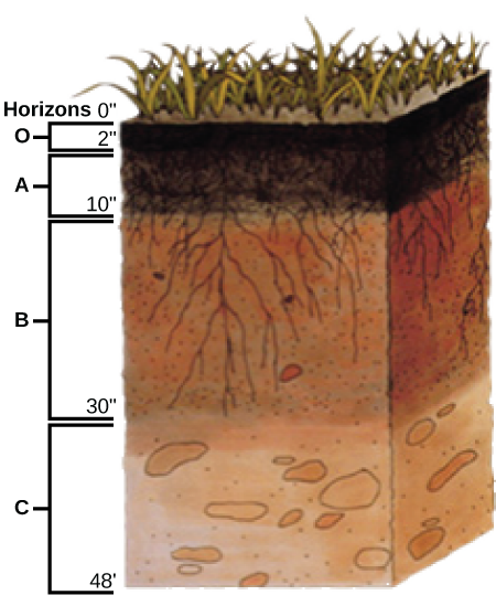 This Soil Profile Shows The Different Soil Layers Found - Soil Profile (450x549), Png Download