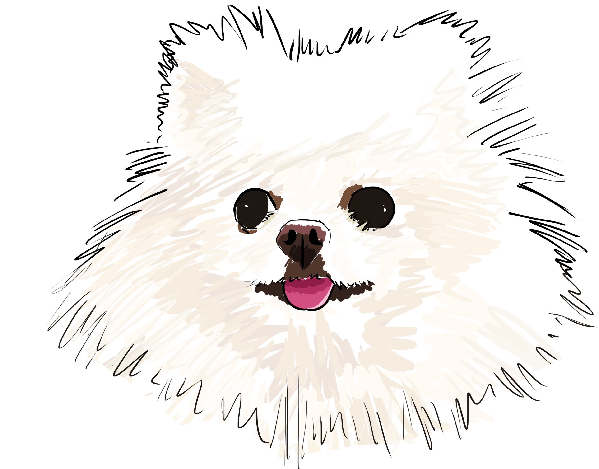 04 Pom - Pomeranian (3000x3000), Png Download