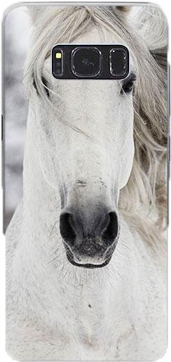 White Horse Head - Pferde Dvd (600x600), Png Download