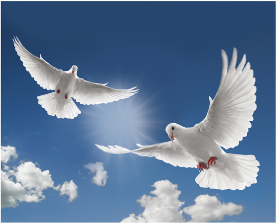The Release Of Doves At Blanco Cottage - Romans 15 13 Kjv (600x488), Png Download