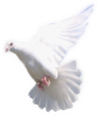 Dove Flying Png Dove - Rock Dove (334x400), Png Download