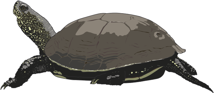 Hawaiian Sea Turtle Clipart Free Images 2 Clipartandscrap - Turtle (800x411), Png Download