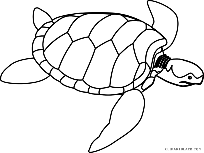 Turtles Clipart Outline - Activity For Color Green (700x527), Png Download