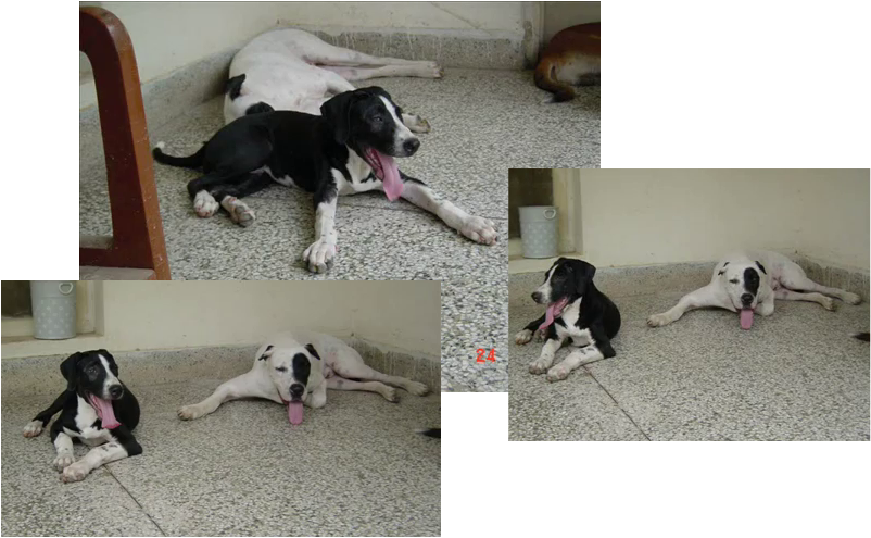 Balrog And Dozer Relaxing After Hard Exercise (802x495), Png Download