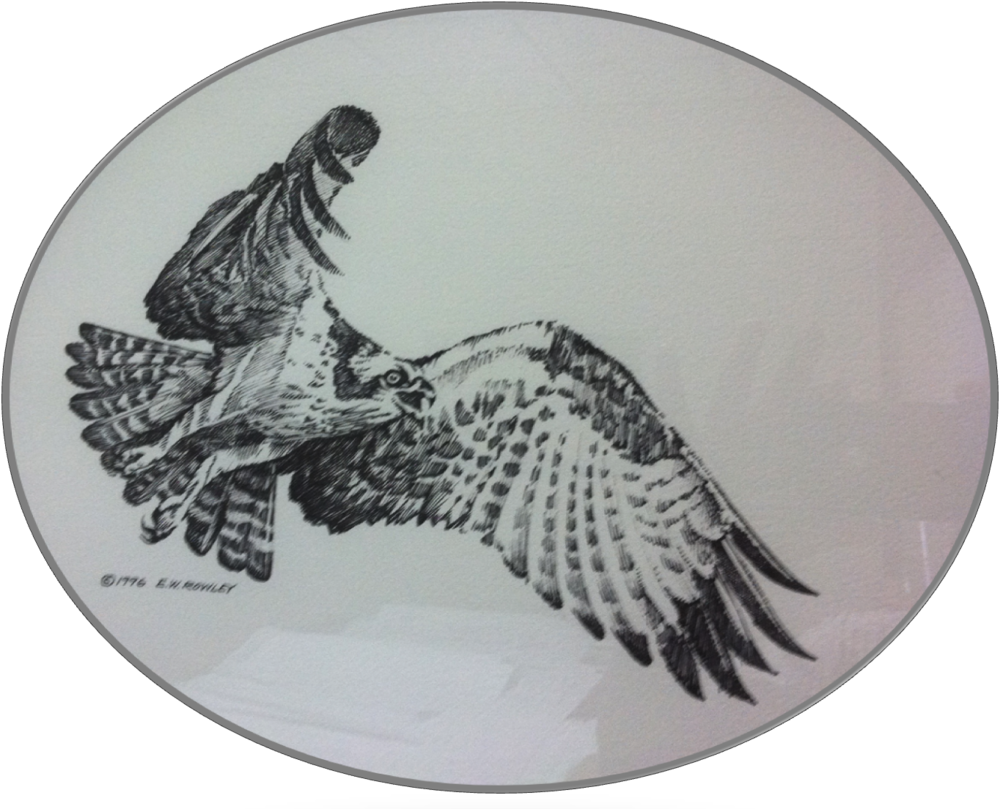 Osprey (1000x809), Png Download