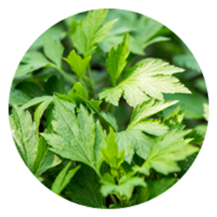 Mugwort (1040x432), Png Download