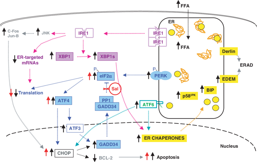 Ffa Induced Er Stress Response In Cells (850x537), Png Download