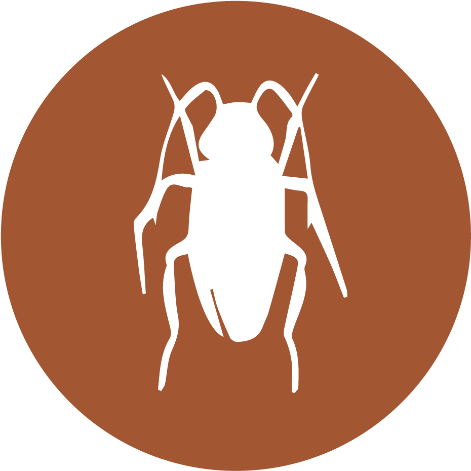 Cucarachas (1057x1080), Png Download