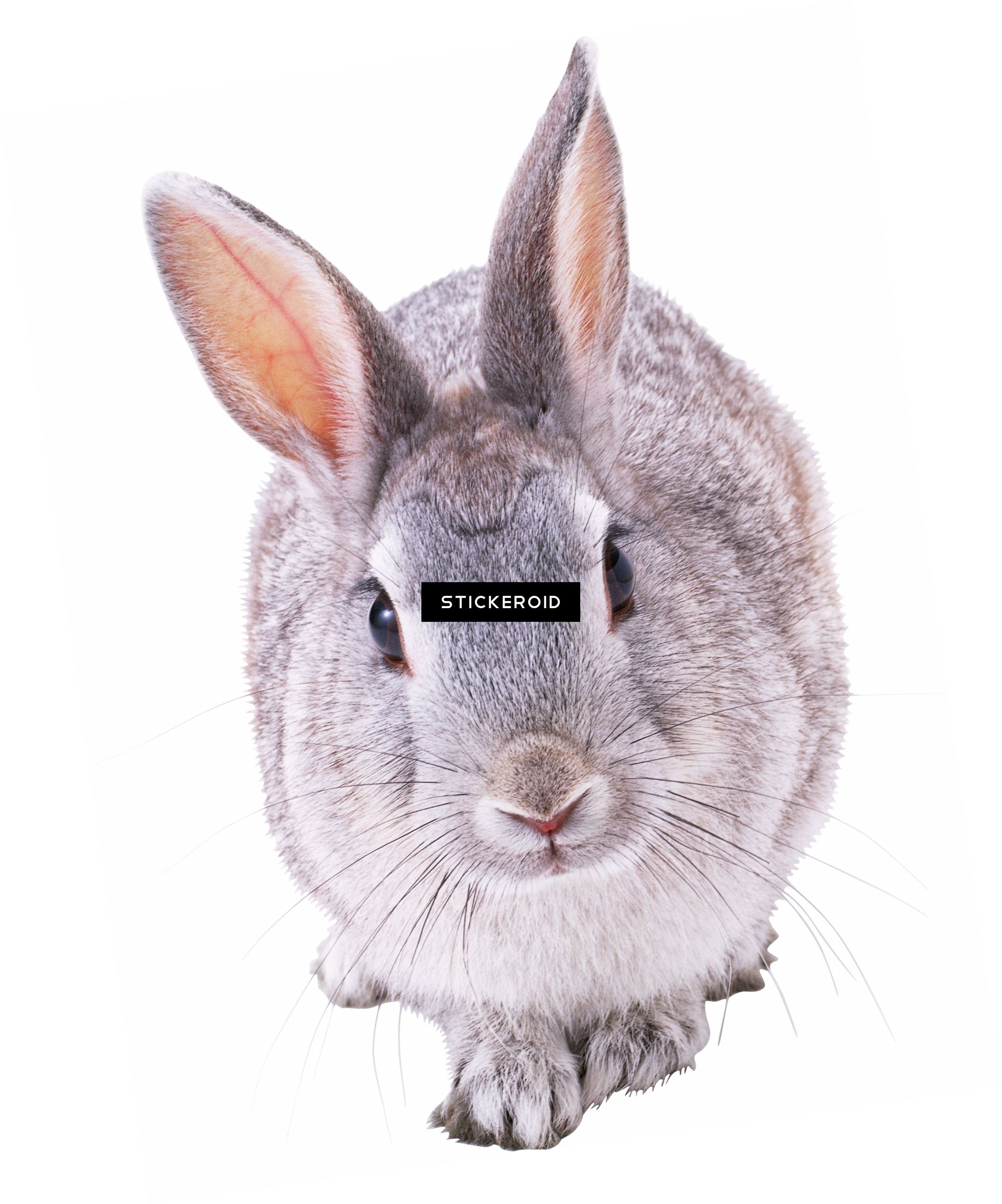 Rabbit (2271x2730), Png Download