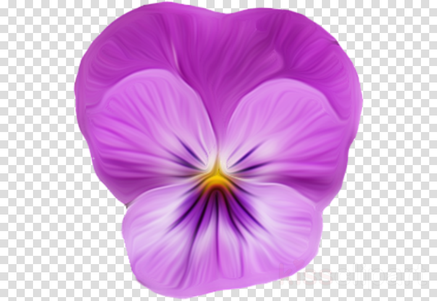 Фиалка Png Clipart Pansy Violet Viola (900x620), Png Download