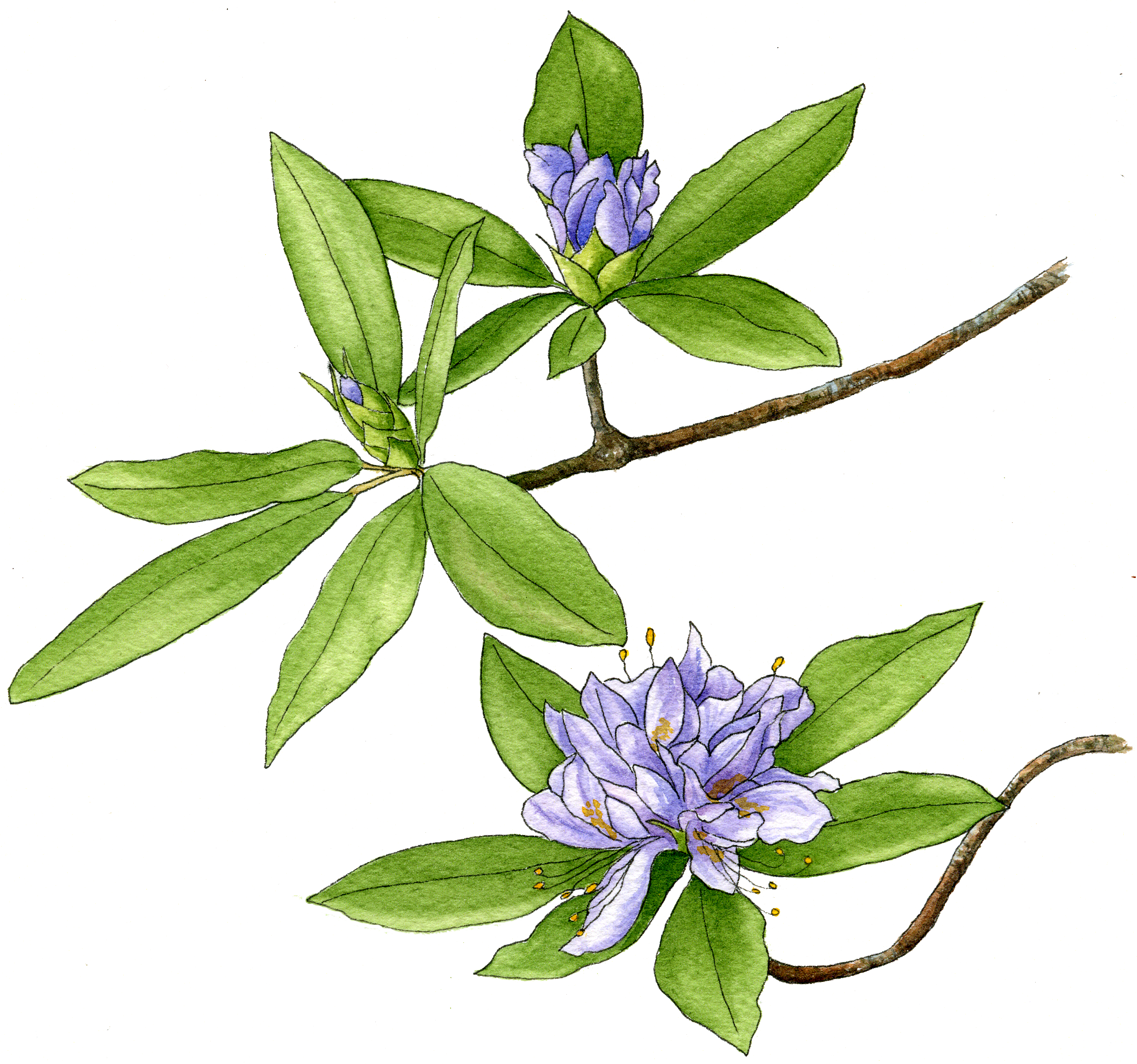 Illustration By Helen Krayenhoff (2066x1933), Png Download