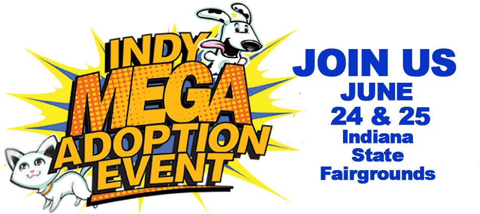Mega Adoption Event (1200x429), Png Download
