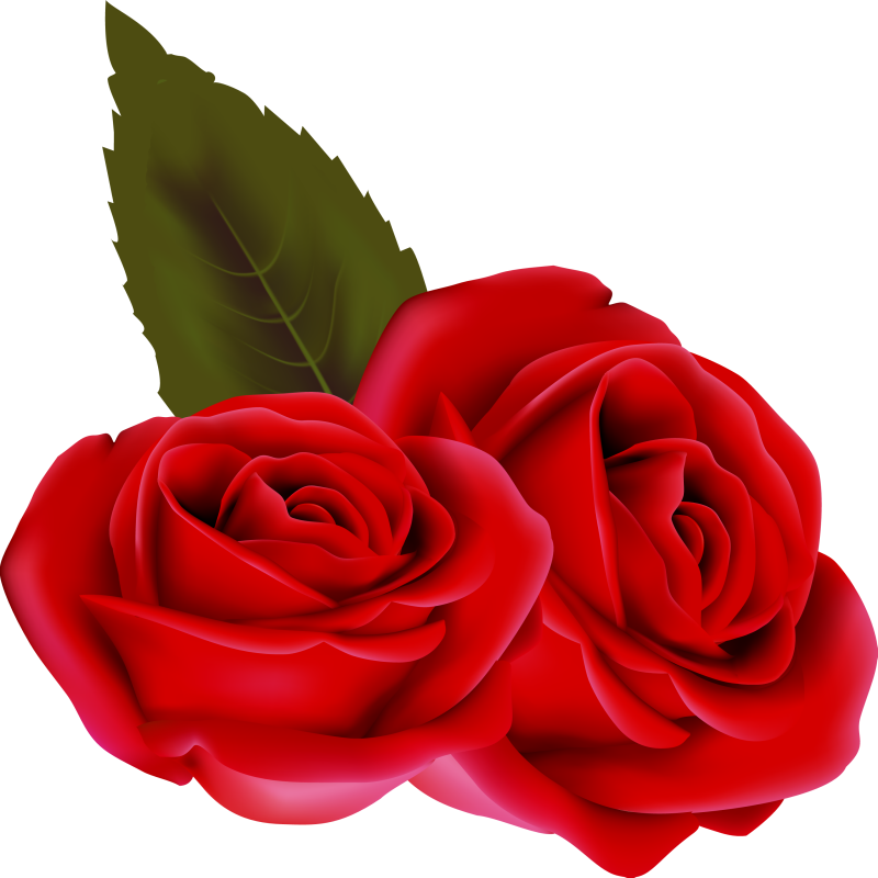 Bouqet De Roses Rosa Fleur Rouge Passion St Valentin (800x800), Png Download