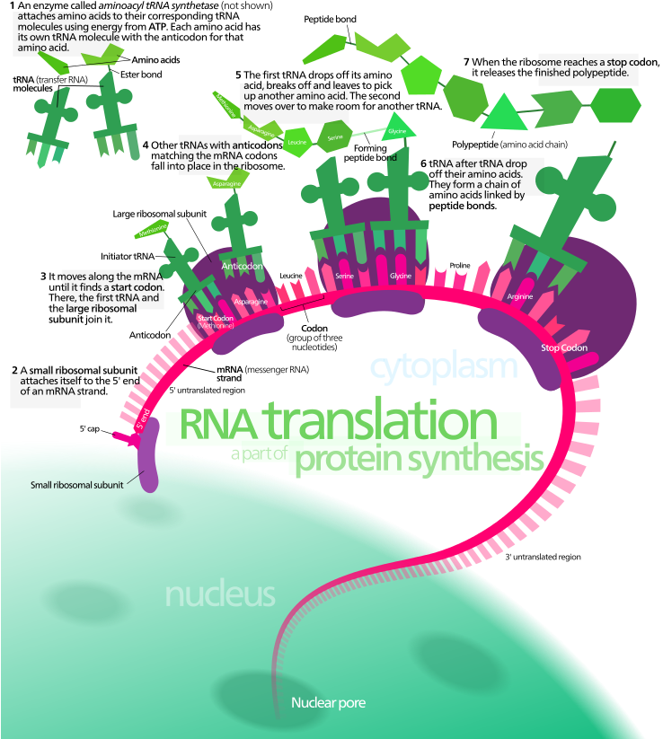 Overview Of The Translation Of Eukaryotic Messenger (743x840), Png Download