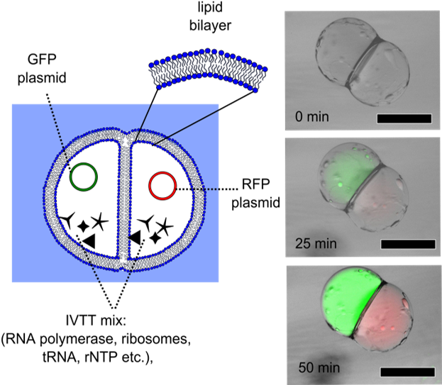 Picture10 (650x559), Png Download