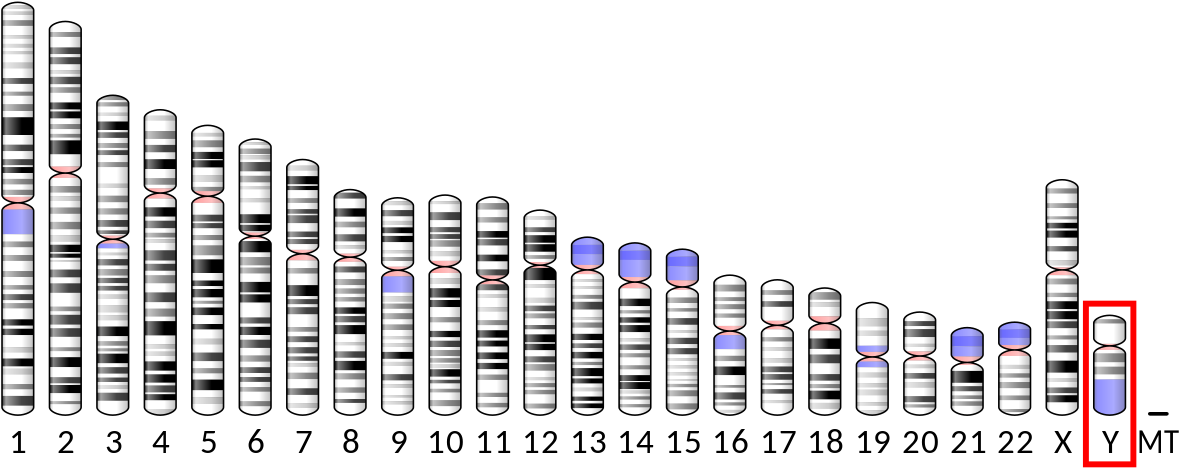 Ribosomes Png (1200x478), Png Download