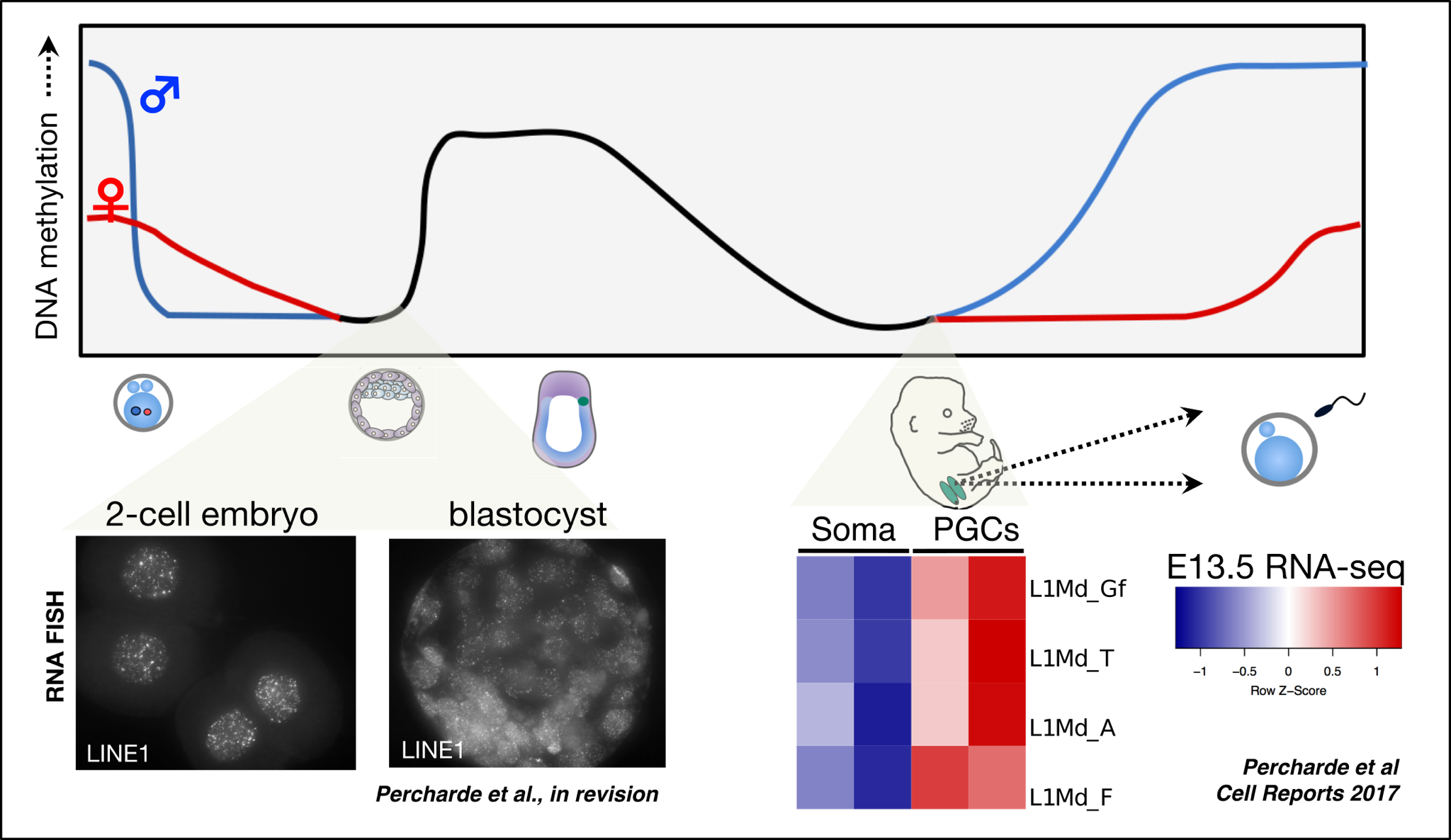 However, Line1 Rna Is Highly Abundant During Mouse (2048x1186), Png Download