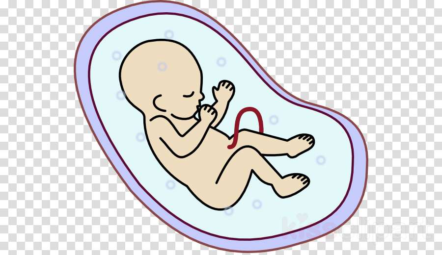 Embryo Png (900x520), Png Download