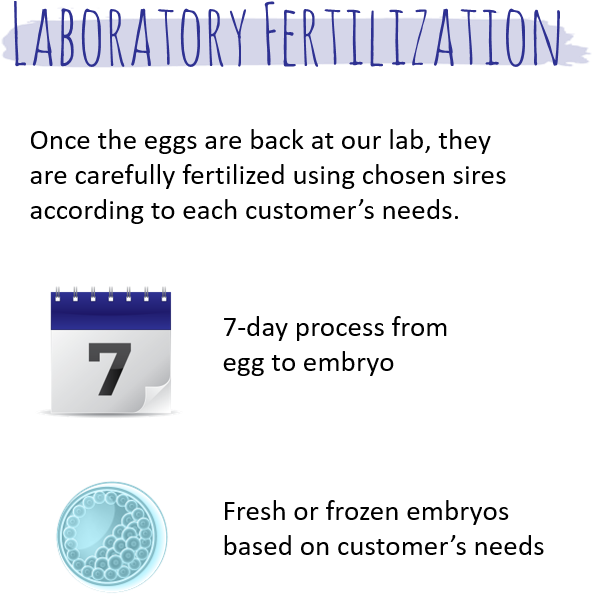 We Develop Embryos Using A Propriety Culture System (604x609), Png Download
