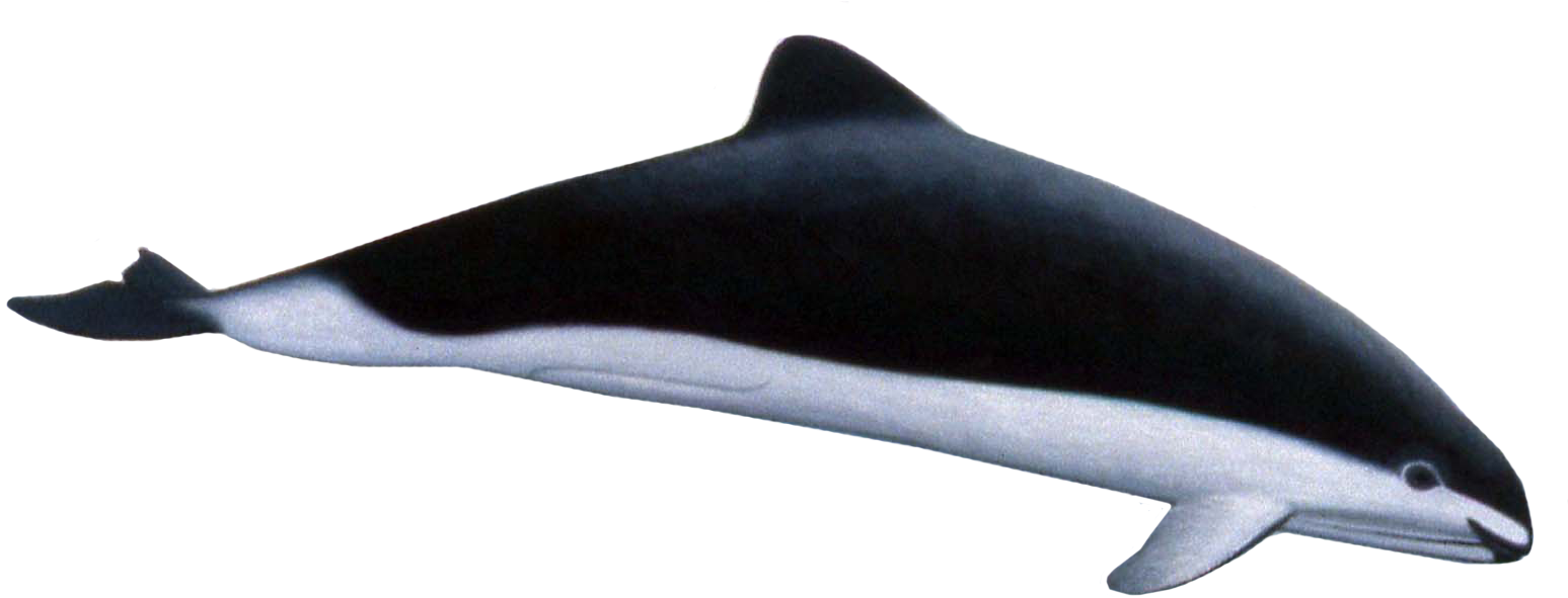 Dolphins Png (1603x637), Png Download