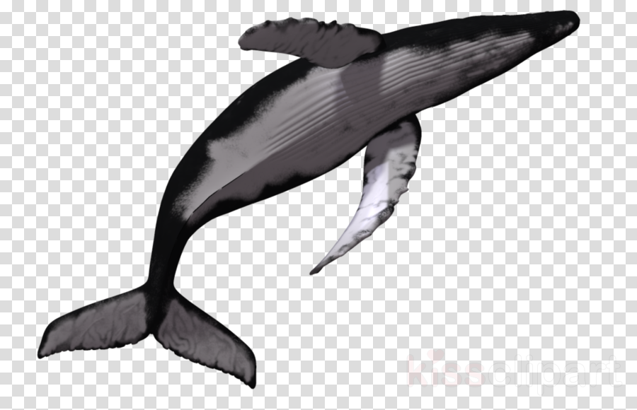Baleia Png Clipart Baleen Whale (900x580), Png Download