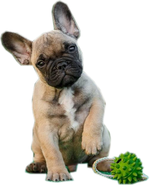 Tubes Chiens (514x633), Png Download