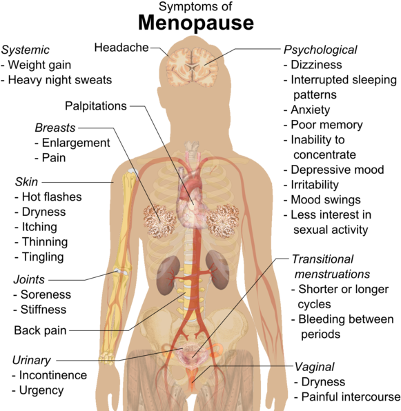 Symptoms Of Menopause (593x599), Png Download