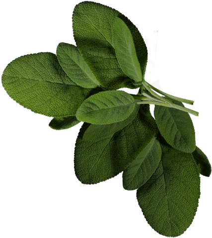 Baroque Russian Coriander (800x1000), Png Download