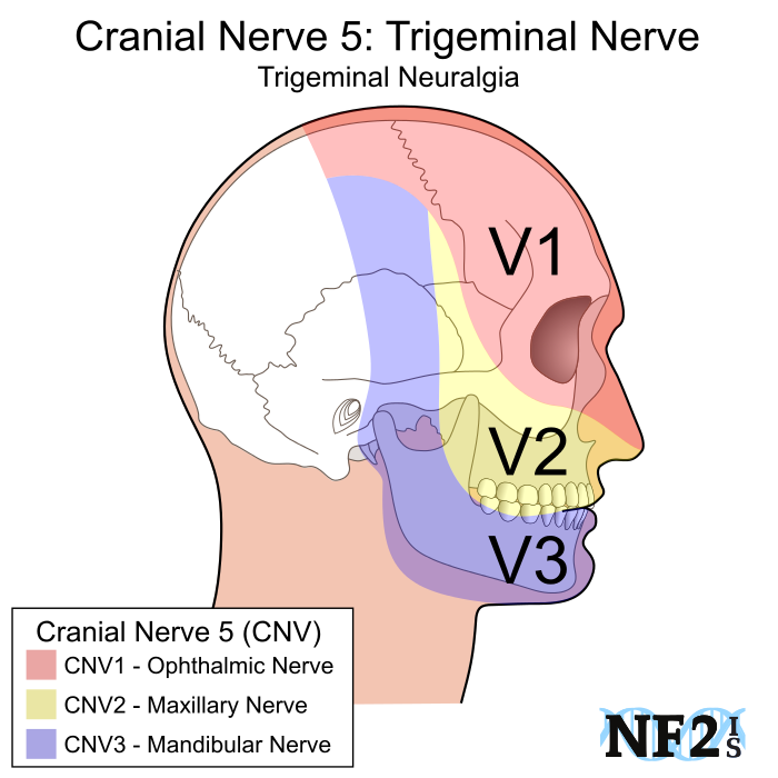 Cranial Nerve 5, Cn5, Ophthalmic Nerve, V1, Cnv1, Cn51, (700x700), Png Download