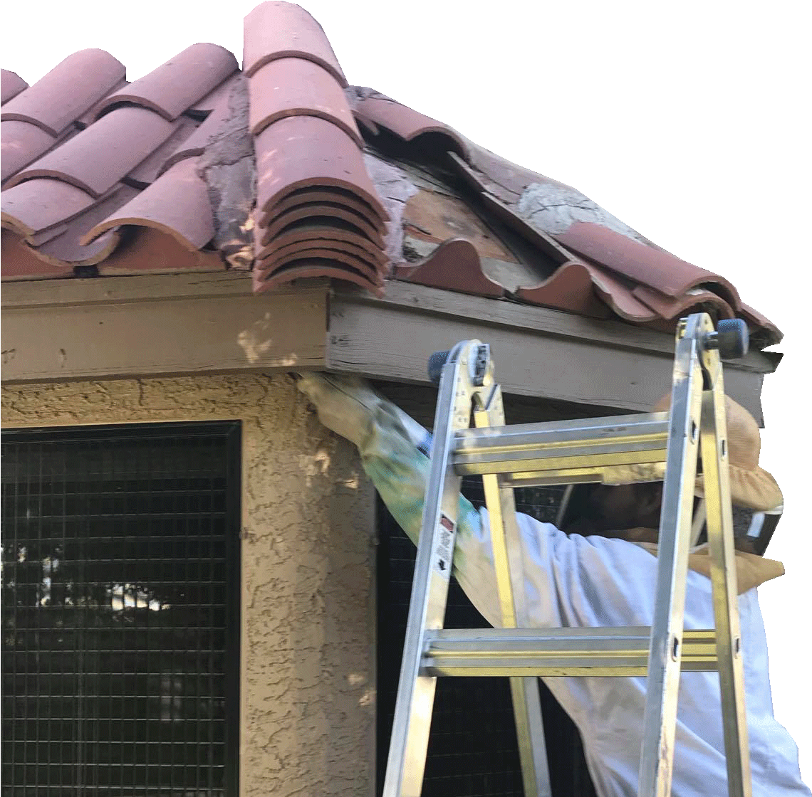 Bee Removal Expert V2 (1482x1122), Png Download