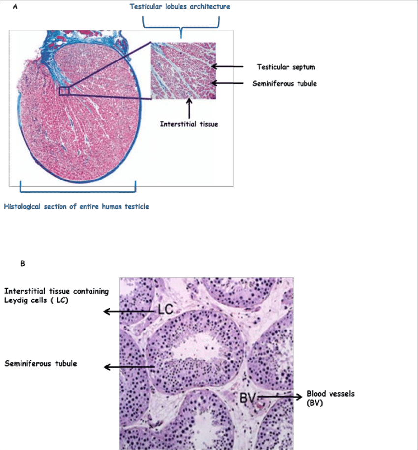 Histological Section Of The Human Testis Histological (850x915), Png Download