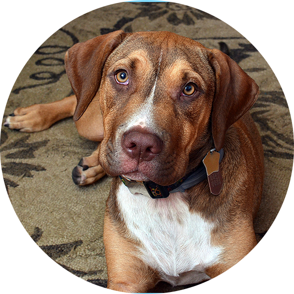 Bernie's Markings Make Him Look Cute As All Get-out (600x600), Png Download