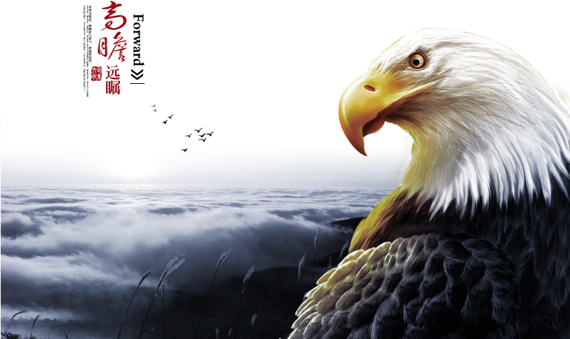 Bald Eagle High Definition Television D Film (827x827), Png Download