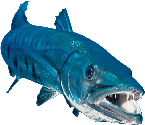 Barracuda Png (600x600), Png Download