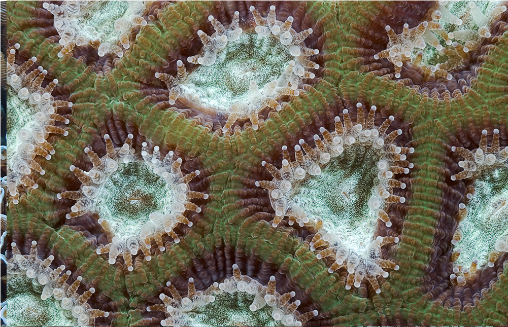 Cells (1000x1000), Png Download