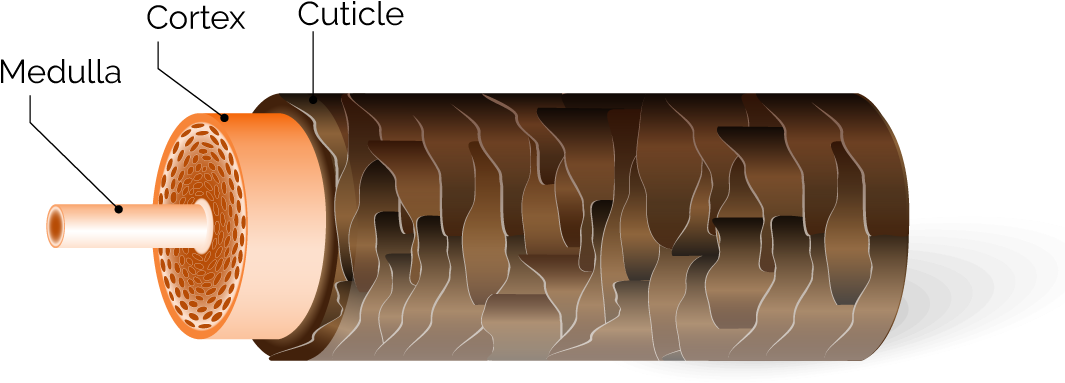 The Hair Shaft 1 (1134x490), Png Download